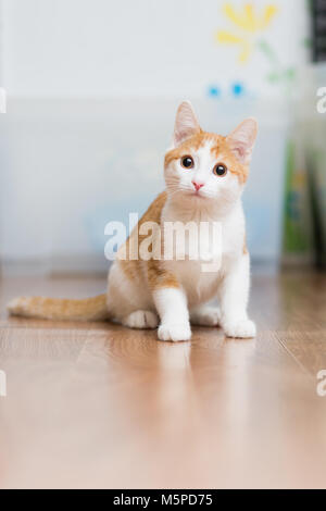 Rothaarige kleine Katze auf dem Boden sitzend Stockfoto