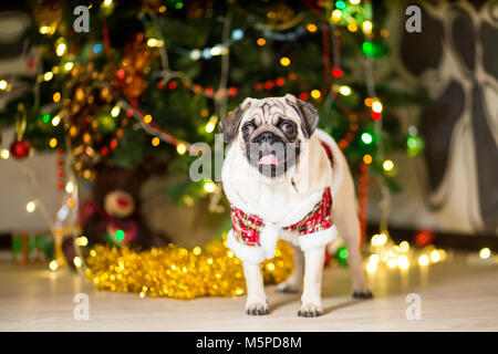 Ein Mops Hund sitzen auf dem Boden in der Nähe eines Weihnachtsbaumes mit Girlanden in einem gnome-Kostüm Stockfoto