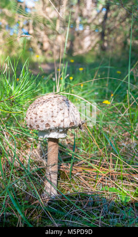 Single Sonnenschirm Pilz (Macrolepiota procera) wächst in einer Wiese Stockfoto