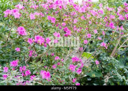 Big Pink Azalee Busch im Garten. Saison von blühenden Azaleen Stockfoto