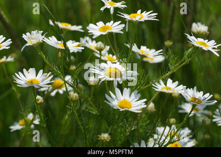 Blumen und Gras leuchtet von warmen sonnenbeschienenen auf einer Sommerwiese, abstrakte natürlichen Hintergründe für Ihr Design. Wiese Kamille (Matricaria Chamomilla) Stockfoto