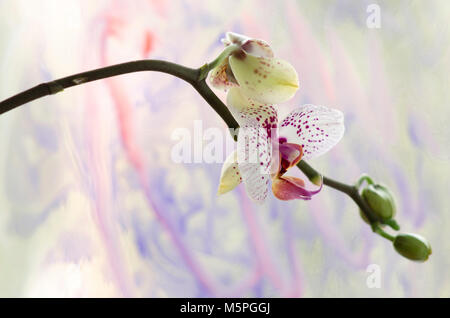 Weiße Orchidee auf einem hellen Hintergrund Stockfoto