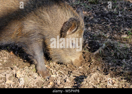 Wildschweine im Wald von Dean, Gloucestershire, England DREHEN ÜBER GRUND AUF DER SUCHE NACH ESSEN > Stockfoto