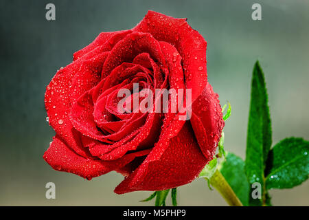 Rote Rose mit Wassertropfen Makro Nahaufnahme abgedeckt Stockfoto