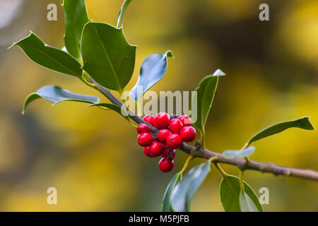 Holly Bush mit roten Beeren mit unscharfen Hintergrund, Kew Gardens London, Großbritannien Stockfoto
