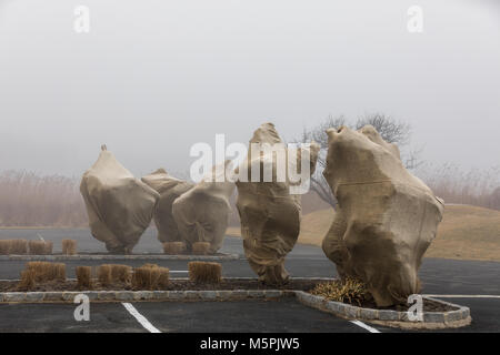 Bäume sackleinen an einem nebligen Tag in bridgehampton, NY Stockfoto