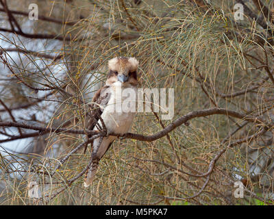 Kookaburra Dacelo novaeguineae auch als Laughing Kookaburra oder Lachender jackass Warte auf Beute bekannt Stockfoto