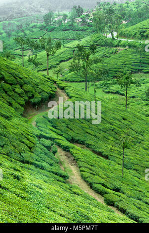 Teeplantagen, Pambanar in der Nähe von Kochi in Kerala, Indien. Stockfoto