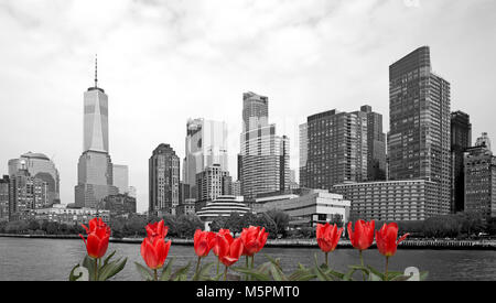 Schwarze und weiße Blick auf New York City mit roten Tulpen auf der Vorderseite Stockfoto