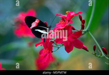 Rote und schwarze Postbote Schmetterling auf rote Blumen Stockfoto