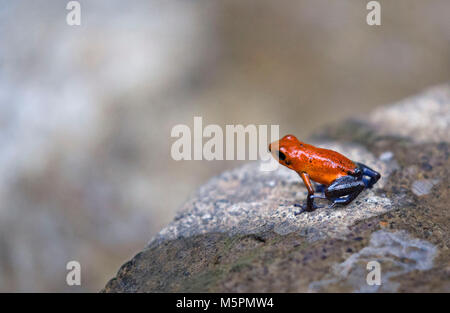 Red poison-dart Frog aus Costa Rica Stockfoto