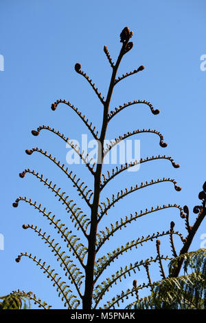 Entfaltung Wedel eines Neuseeland Silver Fern Stockfoto