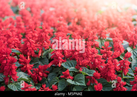 Leuchtend rote Salvia Blume im Garten, Hintergrund Konzept Stockfoto