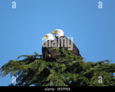 Zwei erwachsene Weißkopfseeadler (Haliaeetus leucocephalus) auf einem Nadelbaum Baum in der Nähe von Padilla Bay im Staat Washington, USA Stockfoto