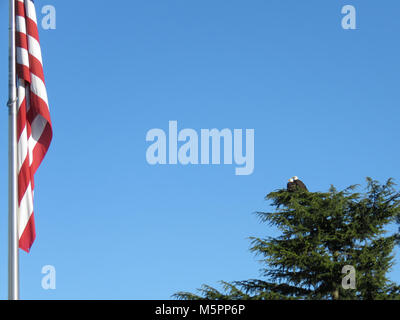 Amerikanische Flagge und zwei erwachsene Weißkopfseeadler (Haliaeetus leucocephalus) in der Nähe von Padilla Bay im Staat Washington, USA Stockfoto