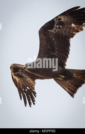 Der Schwarzmilan (Milvus Migrans) ist eine mittlere Greifvogel in der Familie Accipitridae. Stockfoto