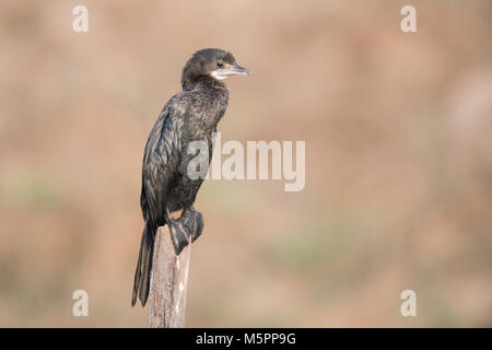 Die kleine Kormoran (Microcarbo niger) ist ein Mitglied der Kormoran Familie von Seevögeln. Etwas kleiner als die indischen Kormoran Es fehlt ein Höhepunkt Stockfoto