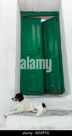 Dorf Hund sitzt auf einem Schritt außerhalb einer großen, grünen Holztür in Mykonos, Griechenland. Reiseziele Stockfoto