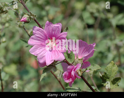 Rosa und Violett common Mallow, Großbritannien Stockfoto