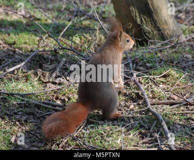 Eichhörnchen stand in Wäldern, auf der Suche nach Nahrung im Sonnenschein, Großbritannien Stockfoto