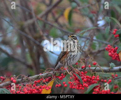Redwing Fütterung auf Baum Beeren im Winter, Großbritannien Stockfoto
