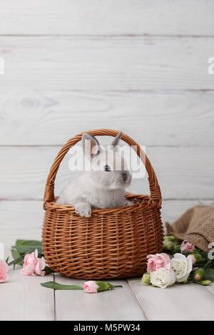 Osterhase im Korb auf weißen Planken Stockfoto