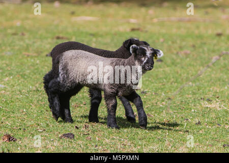 Coopworth Schafe und Lämmer Stockfoto