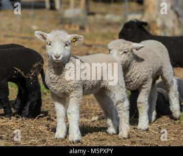 Coopworth Schafe und Lämmer Stockfoto