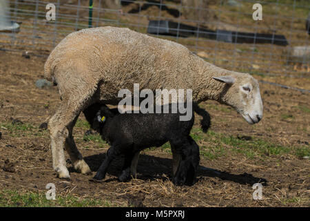 Coopworth Schafe und Lämmer Stockfoto