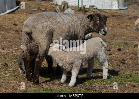 Coopworth Schafe und Lämmer Stockfoto