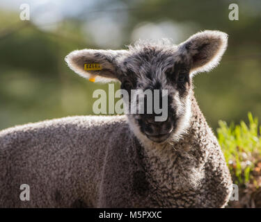 Coopworth Schafe und Lämmer Stockfoto