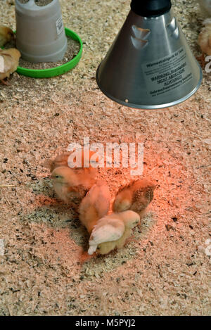 Landwirtschaft, eine neu geborene Lamm, ein saddleback Leistungsbeschreibung mit Ihrem neu geborenen Ferkel und frisch geschlüpfte Küken unter eine Wärmelampe. Stockfoto