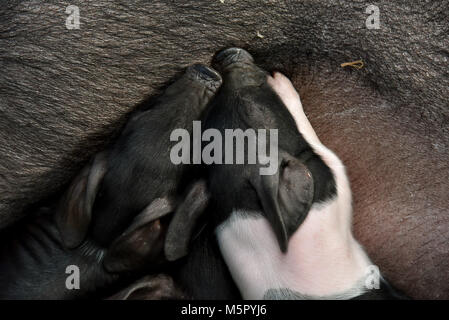 Landwirtschaft, eine neu geborene Lamm, ein saddleback Leistungsbeschreibung mit Ihrem neu geborenen Ferkel und frisch geschlüpfte Küken unter eine Wärmelampe. Stockfoto