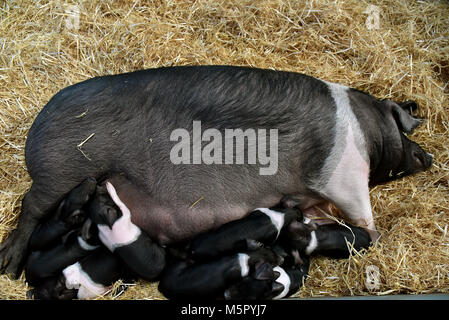 Landwirtschaft, eine neu geborene Lamm, ein saddleback Leistungsbeschreibung mit Ihrem neu geborenen Ferkel und frisch geschlüpfte Küken unter eine Wärmelampe. Stockfoto