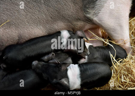 Landwirtschaft, eine neu geborene Lamm, ein saddleback Leistungsbeschreibung mit Ihrem neu geborenen Ferkel und frisch geschlüpfte Küken unter eine Wärmelampe. Stockfoto