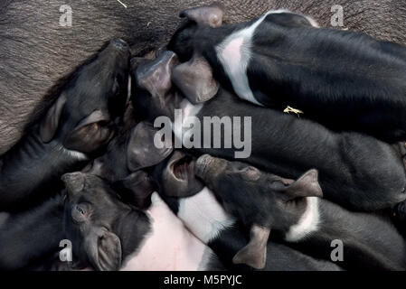 Landwirtschaft, eine neu geborene Lamm, ein saddleback Leistungsbeschreibung mit Ihrem neu geborenen Ferkel und frisch geschlüpfte Küken unter eine Wärmelampe. Stockfoto