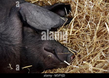 Landwirtschaft, eine neu geborene Lamm, ein saddleback Leistungsbeschreibung mit Ihrem neu geborenen Ferkel und frisch geschlüpfte Küken unter eine Wärmelampe. Stockfoto