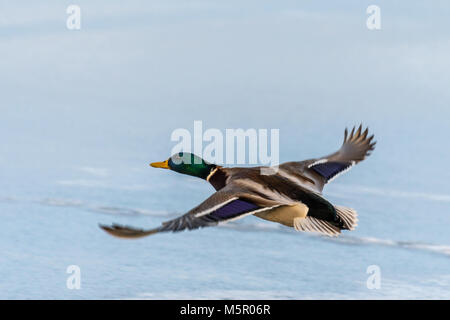 Wilden Stockente fliegen über den zugefrorenen See. Schönen wilden Vogel im Flug. Winter. Auch als Anas platyrhynchos bekannt Stockfoto