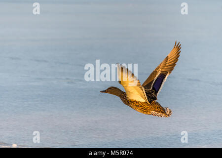 Wilden Stockente fliegen über den zugefrorenen See. Schönen wilden Vogel im Flug. Winter. Auch als Anas platyrhynchos bekannt Stockfoto