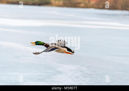 Wilden Stockente fliegen über den zugefrorenen See. Schönen wilden Vogel im Flug. Winter. Auch als Anas platyrhynchos bekannt Stockfoto