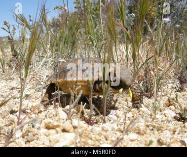 Baby Wüstenschildkröte Essen. Stockfoto