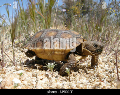 Baby Wüstenschildkröte Wandern. Stockfoto