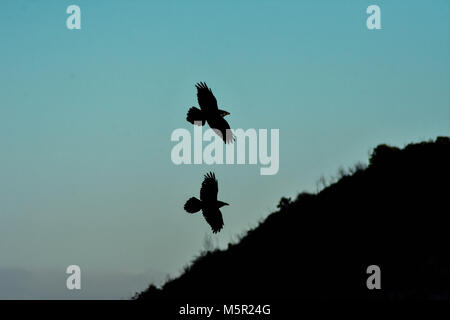 Raben sind eine der vielen Vogelarten im schönen Marin Headlands der Bay Area gefunden. Stockfoto