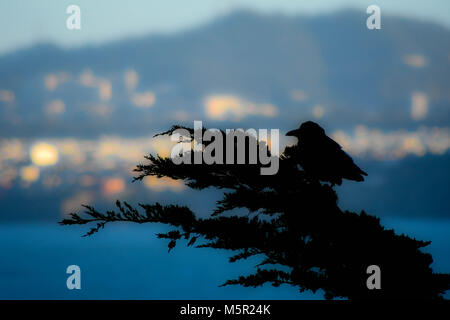 Raben sind eine der vielen Vogelarten im schönen Marin Headlands der Bay Area gefunden. Stockfoto