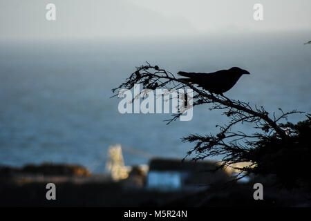 Raben sind eine der vielen Vogelarten im schönen Marin Headlands der Bay Area gefunden. Stockfoto