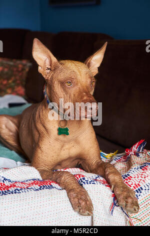 Große Peruanischer Nackthund oder Peruanische Inca Orchid dog, Der Hund kann haben kurze Haar oben auf dem Kopf, auf seinen Füßen und auf die Spitze seines Schwanzes Stockfoto