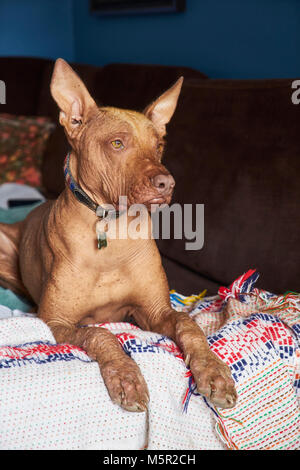 Große Peruanischer Nackthund oder Peruanische Inca Orchid dog, Der Hund kann haben kurze Haar oben auf dem Kopf, auf seinen Füßen und auf die Spitze seines Schwanzes Stockfoto