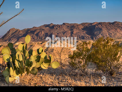 Opuntia Pflanzen im Big Bend National Park, Texas, mit Chisos Mountain Range auf Hintergrund Stockfoto