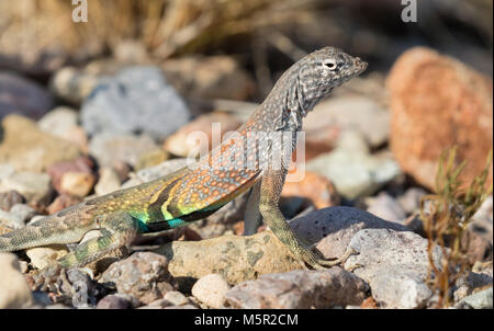 Bunte größer Earless Eidechse in der Wüste von Big Bend National Park Stockfoto