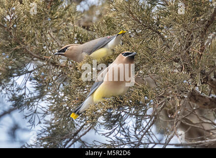 Zwei Zeder waxwings (Bombycilla cedrorum) Essen juniperus Beeren an McFarland Park, Ames, Iowa Stockfoto